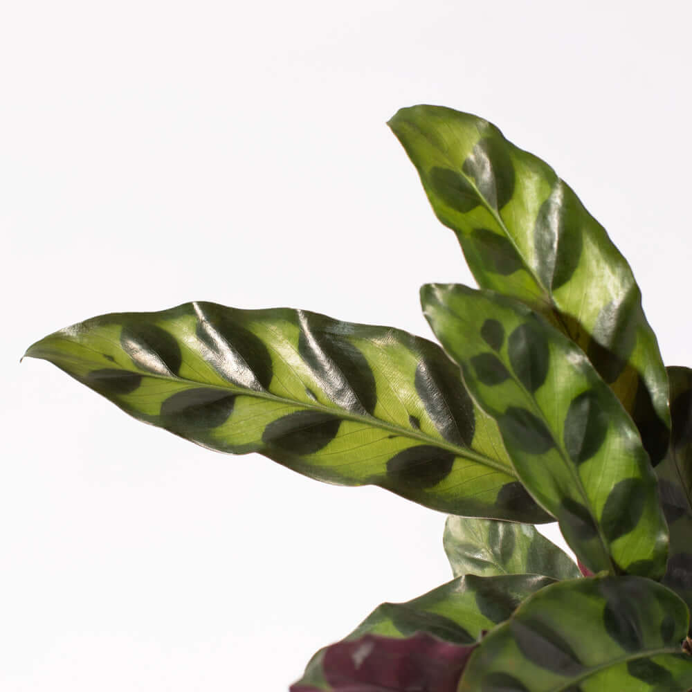 Calathea Rattlesnake – Gebetspflanze