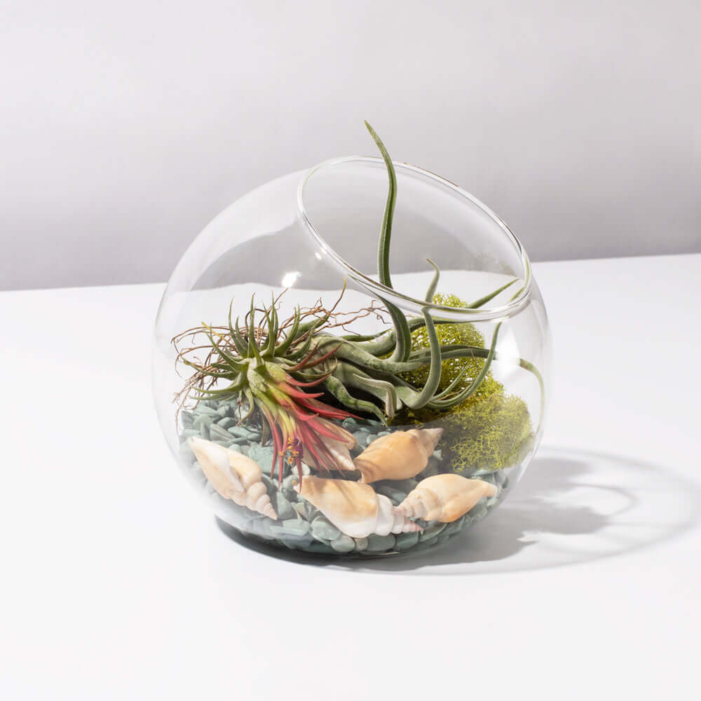 Air-Plant-Terrarium-Set