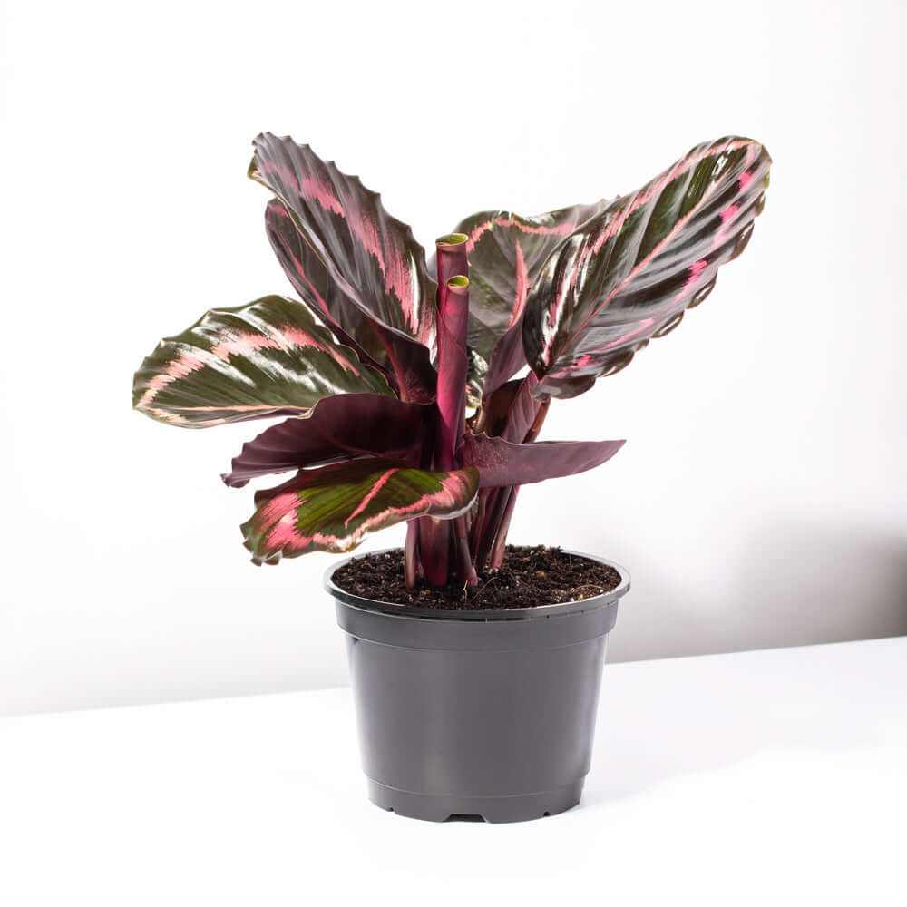 Calathea Dottie – Gebetspflanze