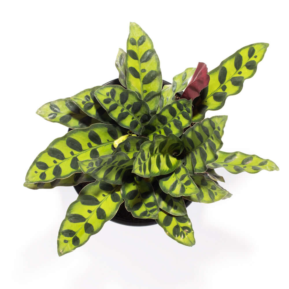 Calathea Rattlesnake – Gebetspflanze