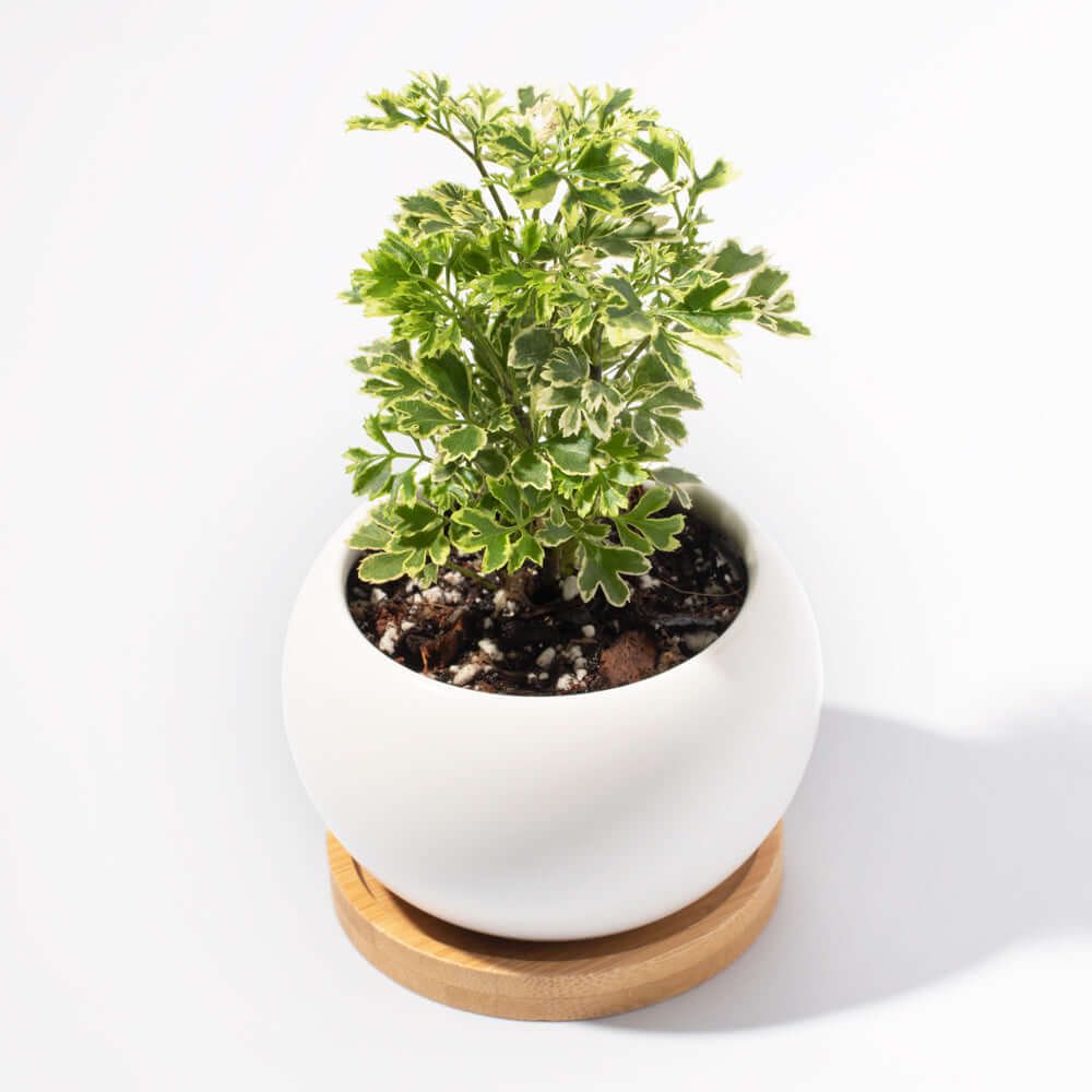Ming-Aralie Schneeflocke - Polyscias fruticosa
