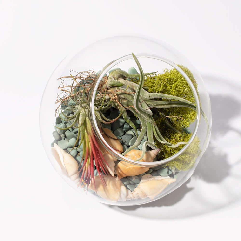 Air-Plant-Terrarium-Set