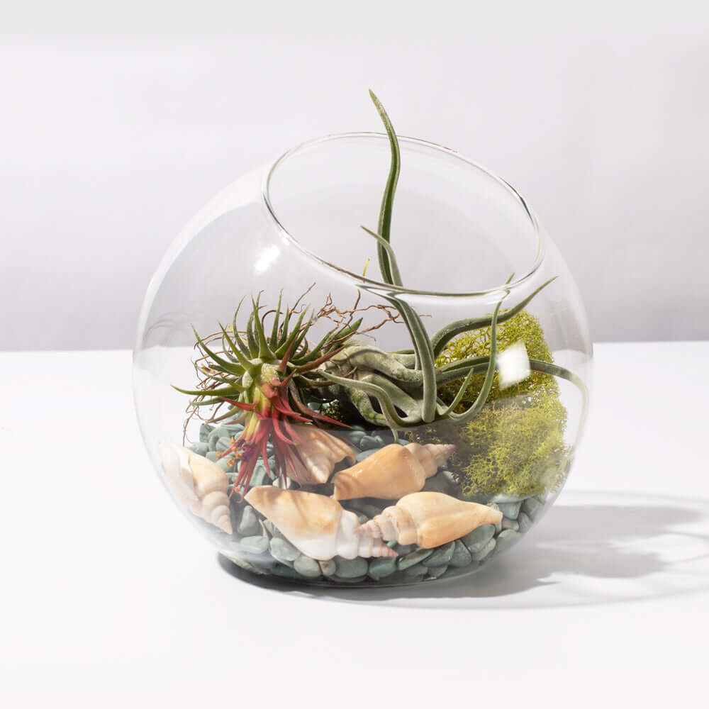 Air-Plant-Terrarium-Set