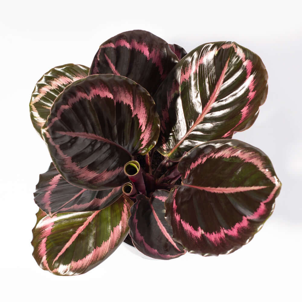 Calathea Dottie – Gebetspflanze