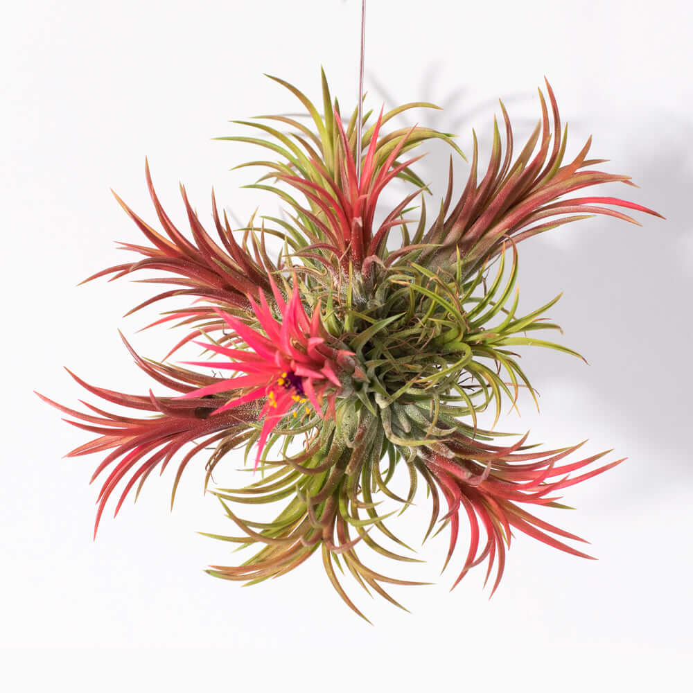 Tillandsia Fuego – Luftpflanze Ball