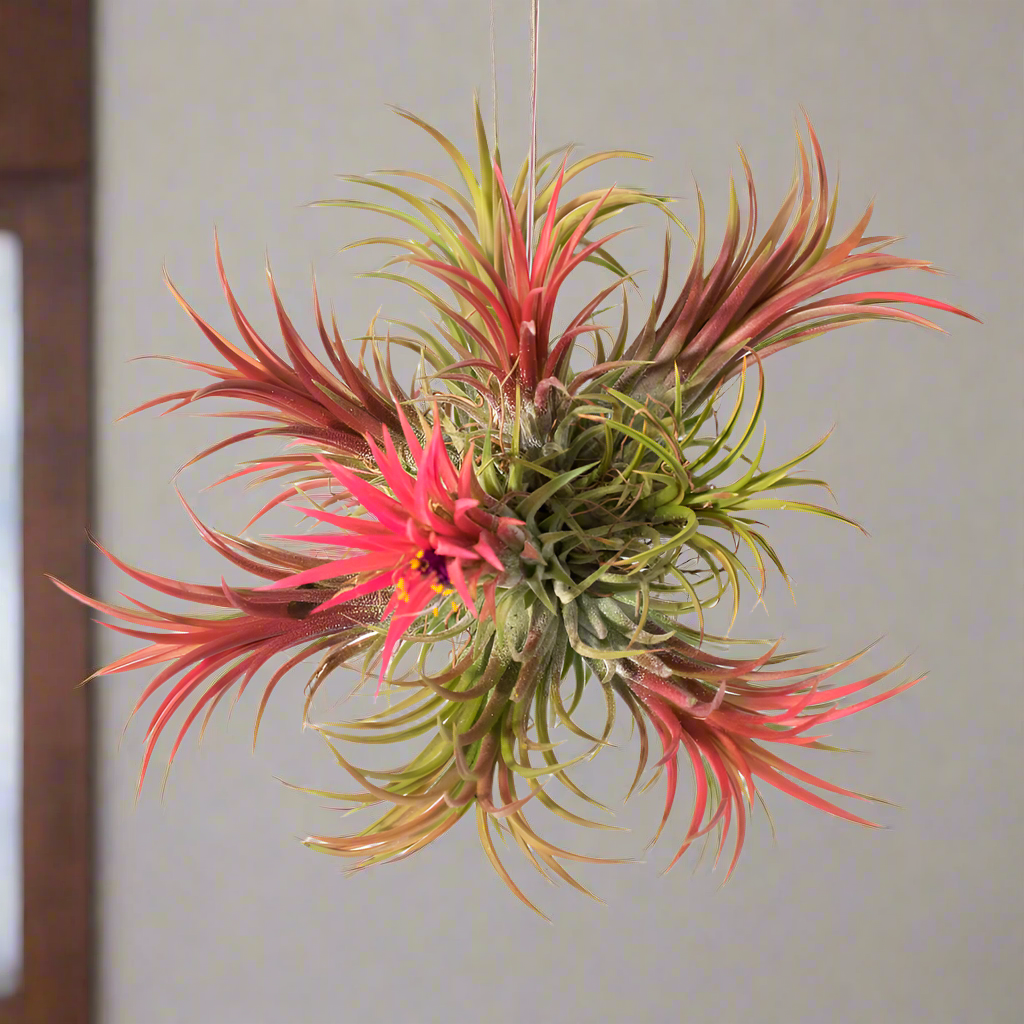Tillandsia Fuego – Luftpflanze Ball