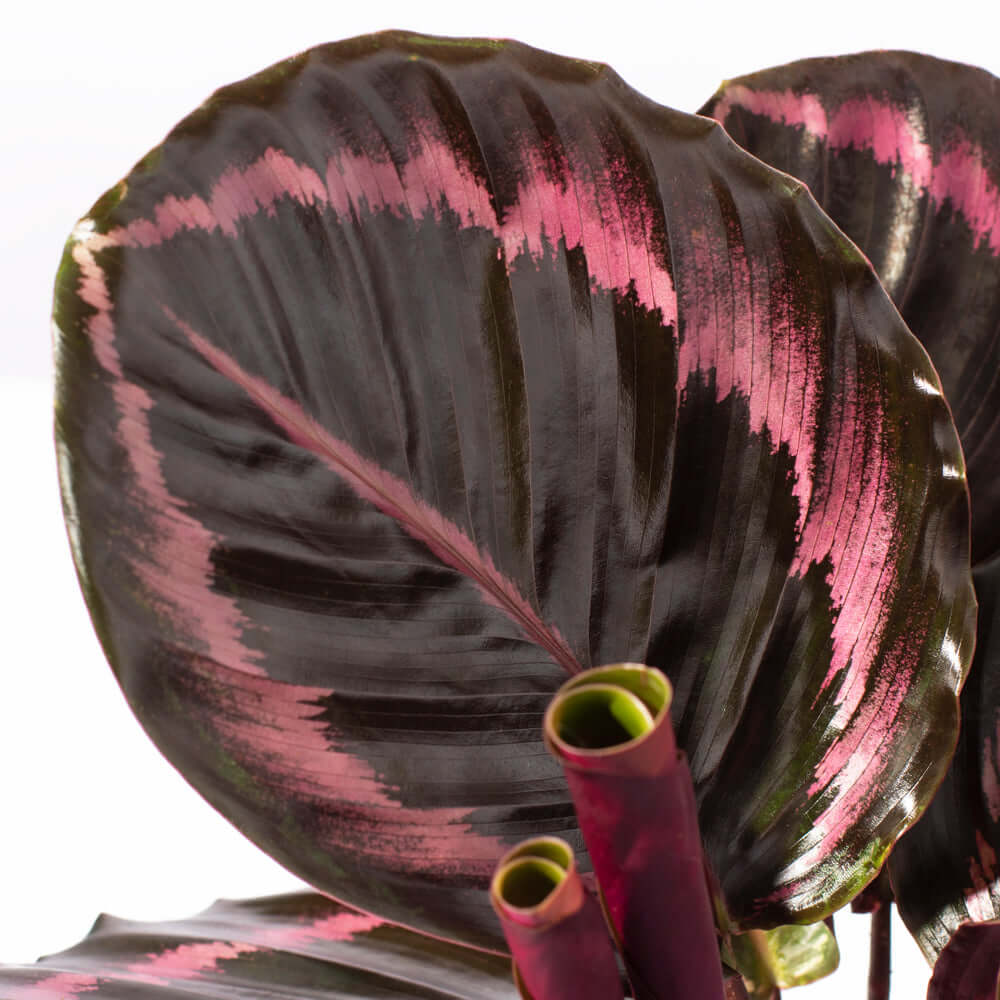 Calathea Dottie – Gebetspflanze