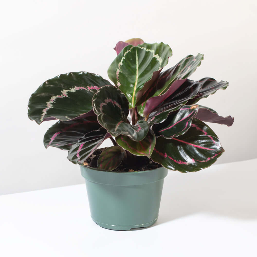Calathea Dottie – Gebetspflanze