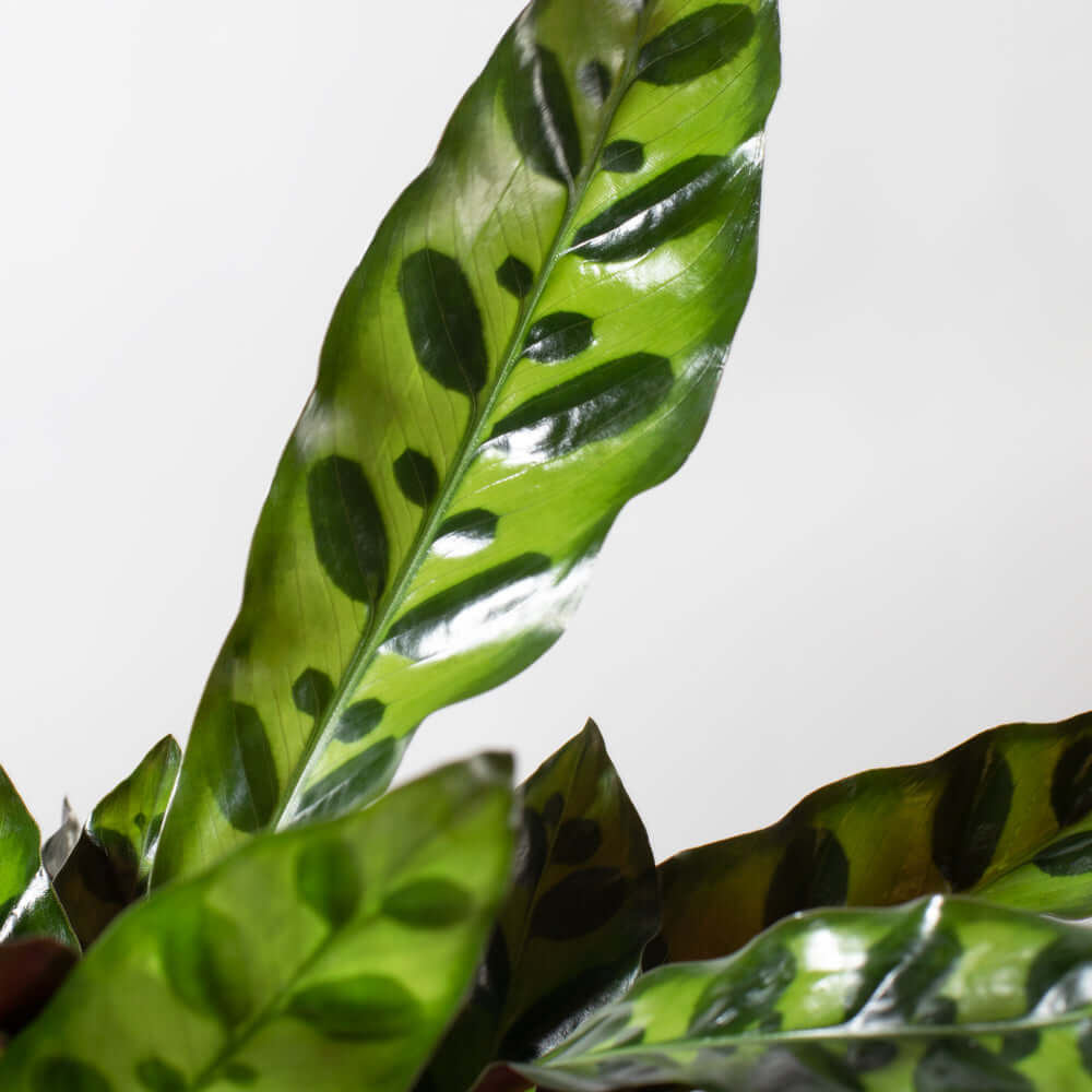 Calathea Rattlesnake – Gebetspflanze