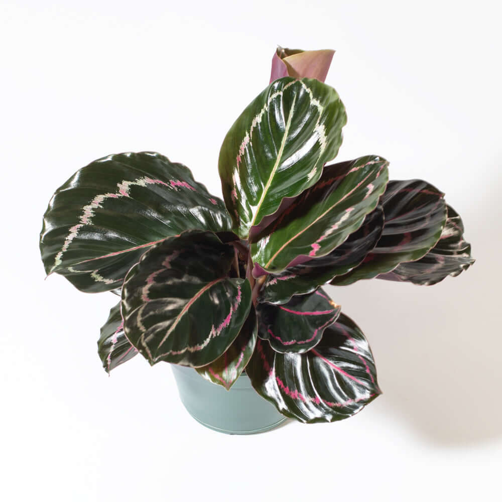 Calathea Dottie – Gebetspflanze