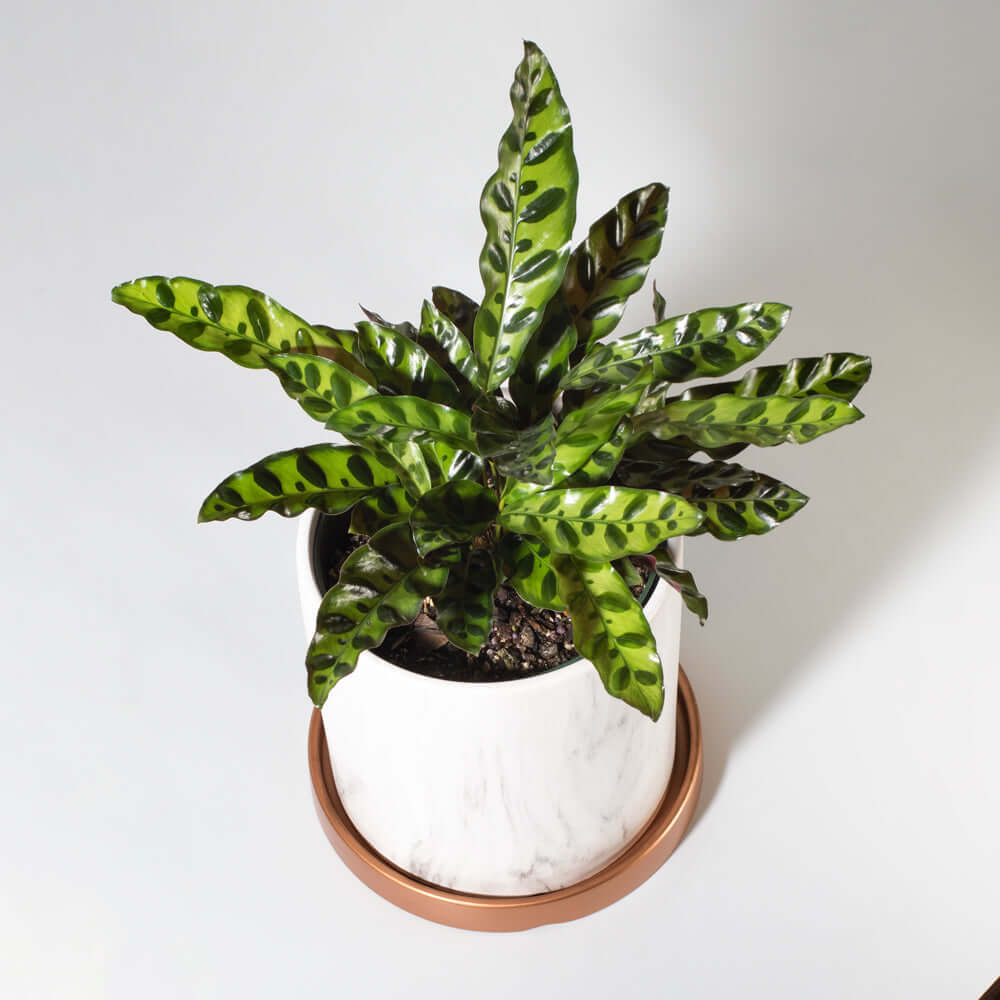 Calathea Rattlesnake – Gebetspflanze