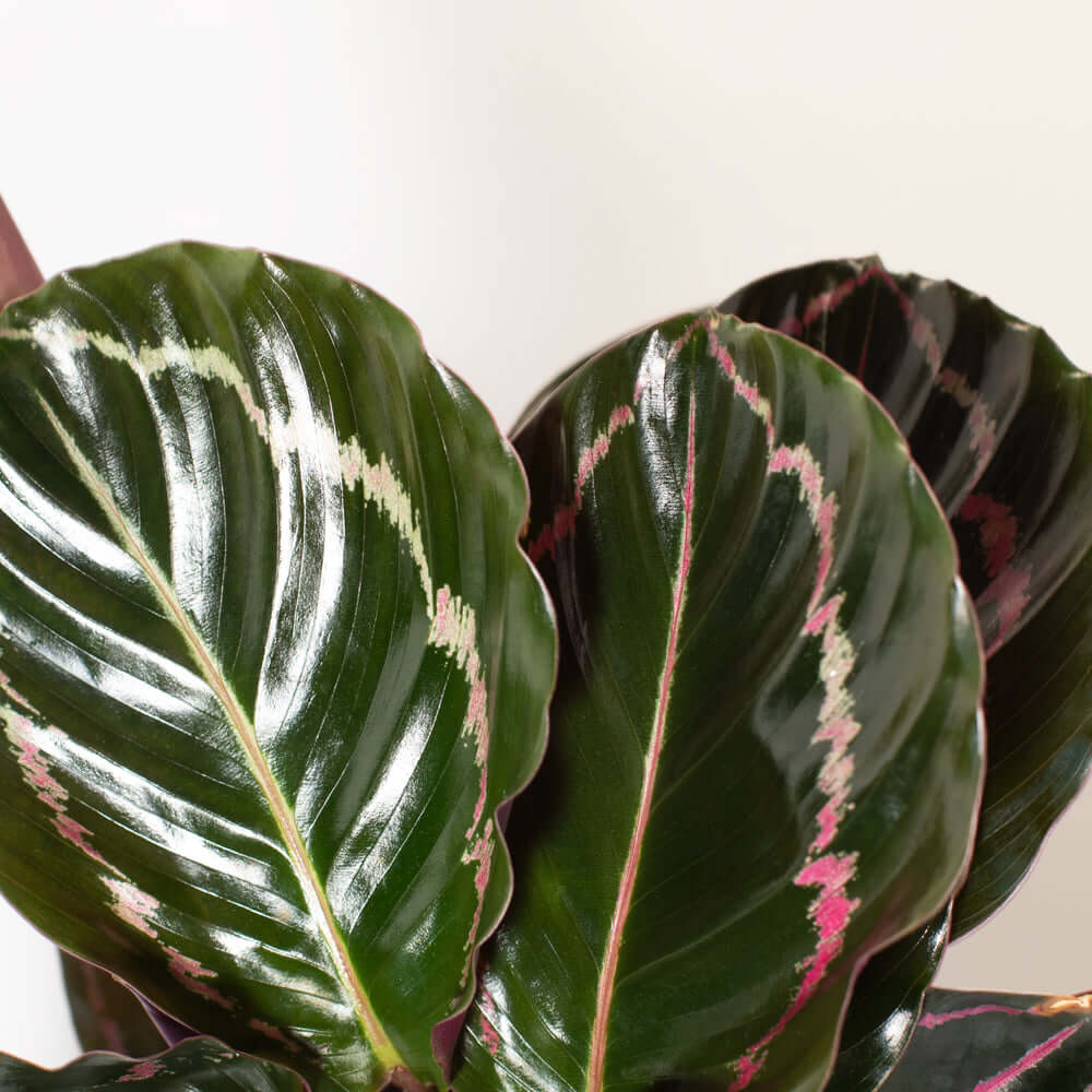 Calathea Dottie – Gebetspflanze