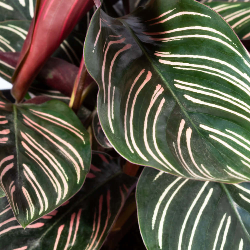 Calathea Pink Pinstripe (Ornata) – Gebetspflanze