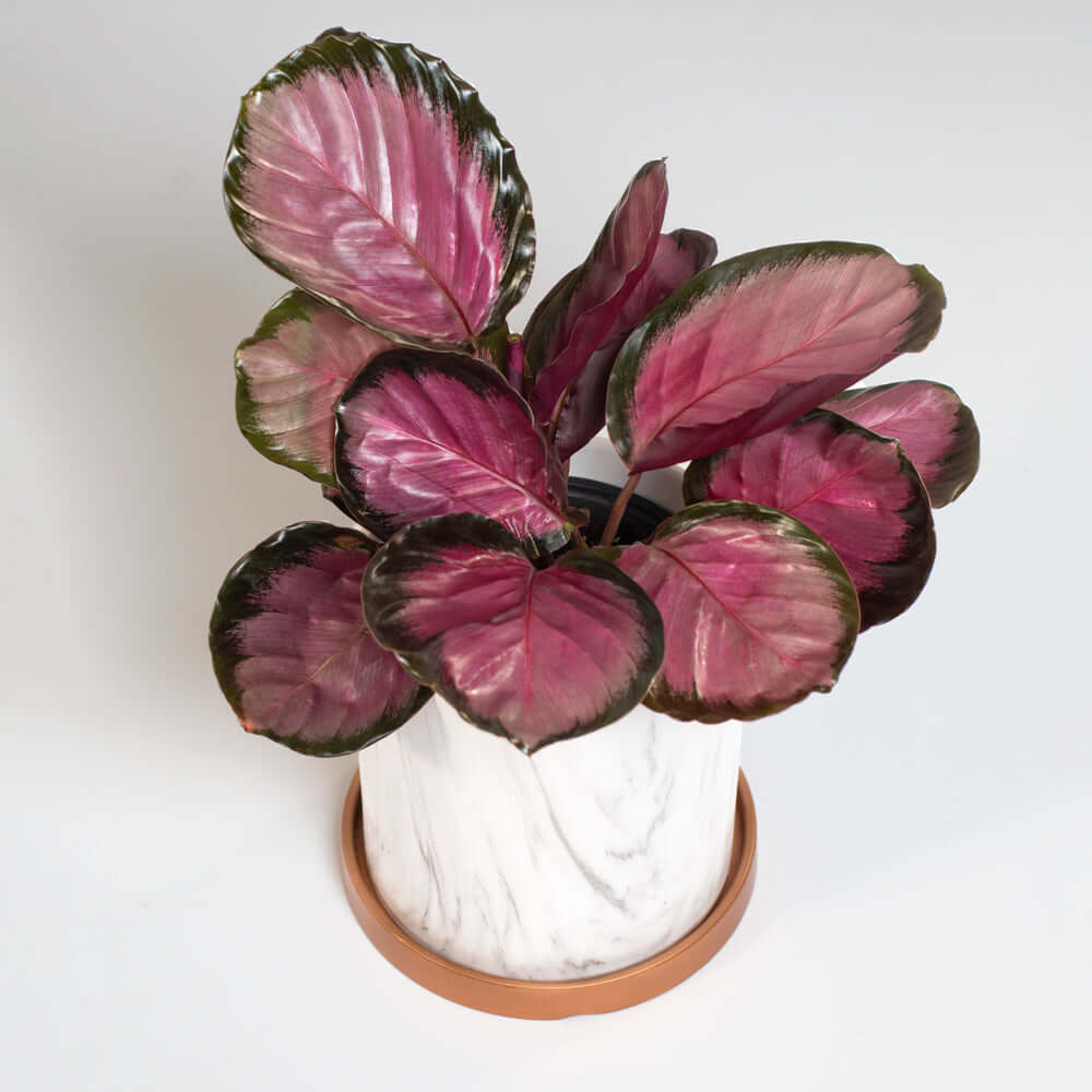 Calathea Rosy Pink – Gebetspflanze