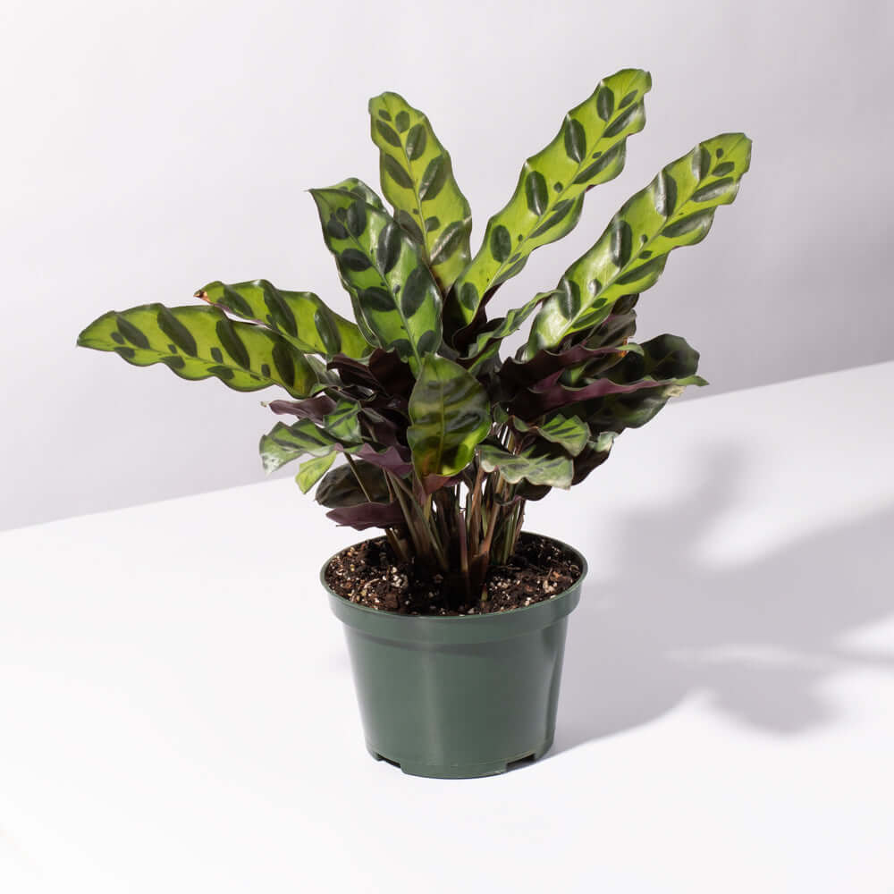 Calathea Rattlesnake – Gebetspflanze