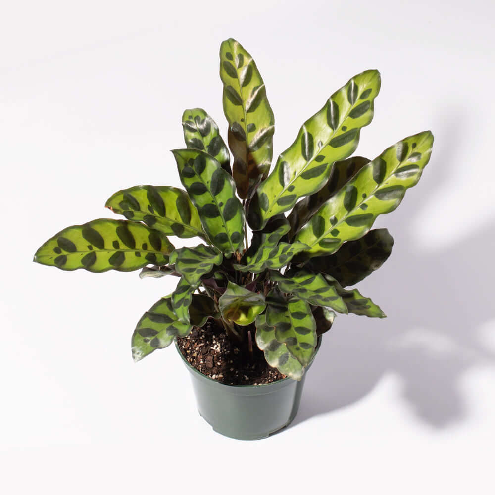 Calathea Rattlesnake – Gebetspflanze