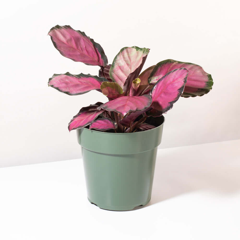 Calathea Rosy Pink – Gebetspflanze