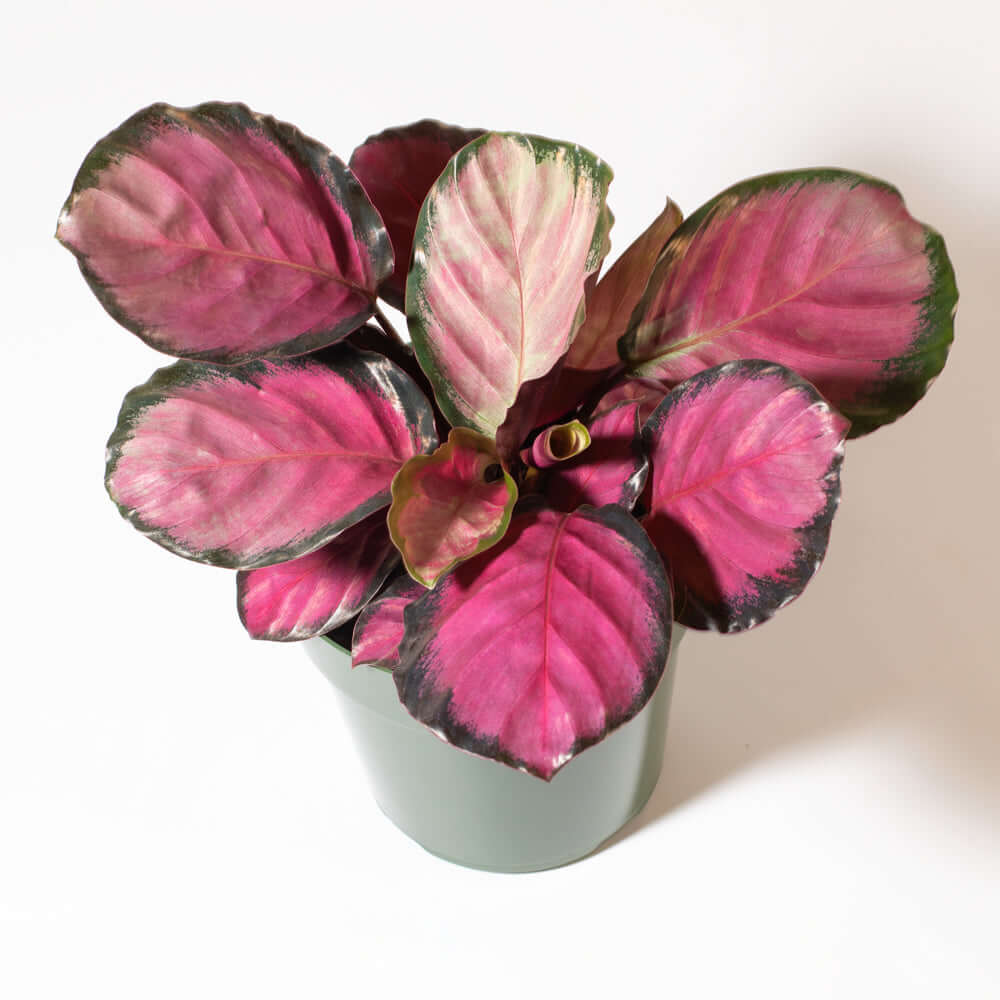 Calathea Rosy Pink – Gebetspflanze
