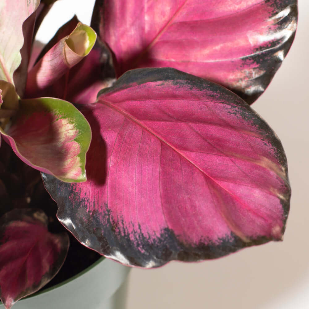 Calathea Rosy Pink – Gebetspflanze