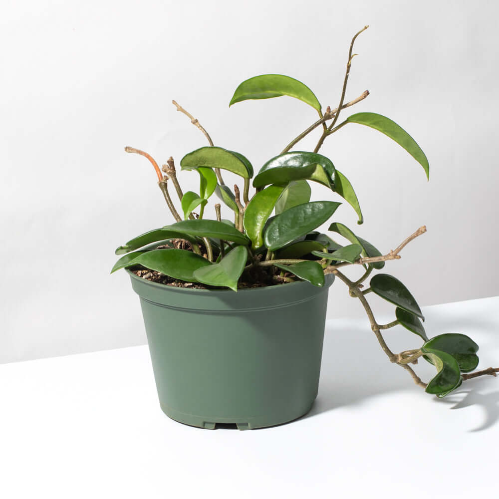 Hoya Carnosa
