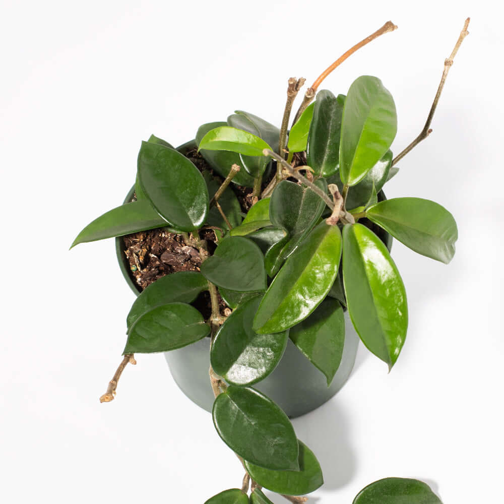 Hoya Carnosa