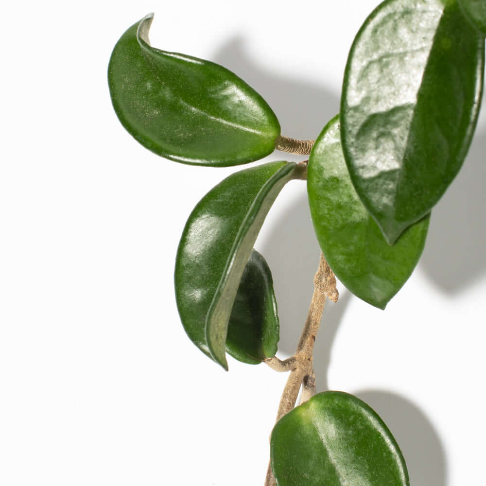 Hoya Carnosa