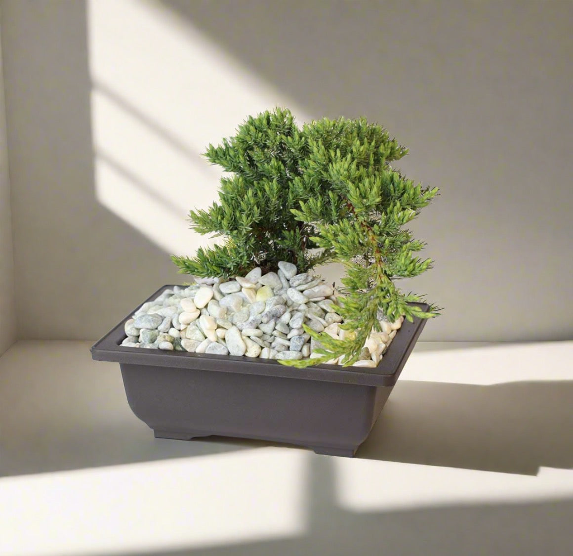Bonsai Japanischer Wacholder – Juniperus
