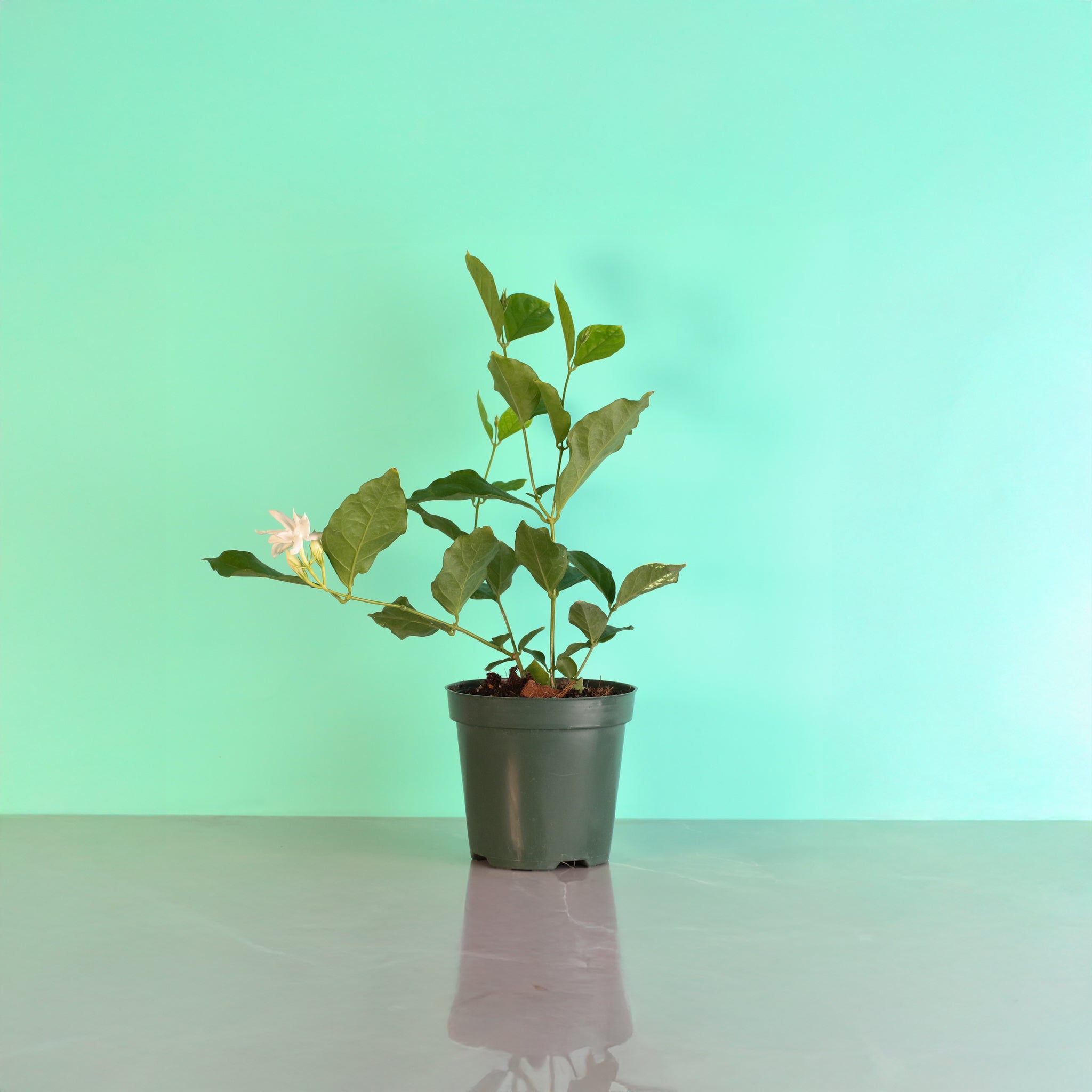 Jasmin Belle of India – Jasminum sambac