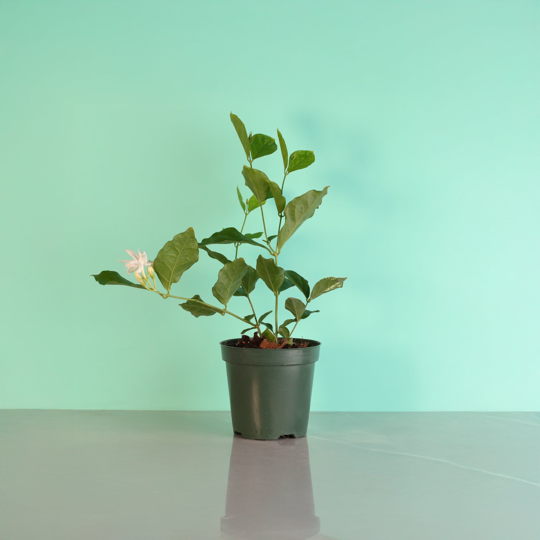 Jasmin Belle of India – Jasminum sambac