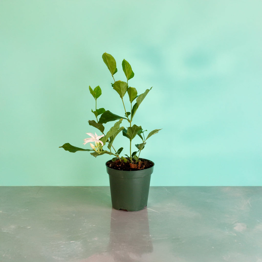 Jasmin Belle of India – Jasminum sambac