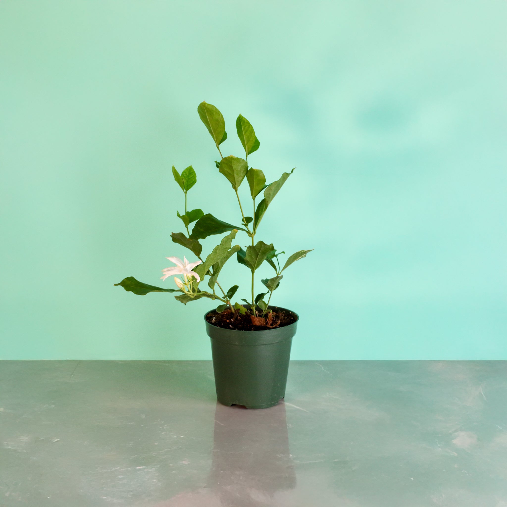 Jasmin Belle of India – Jasminum sambac