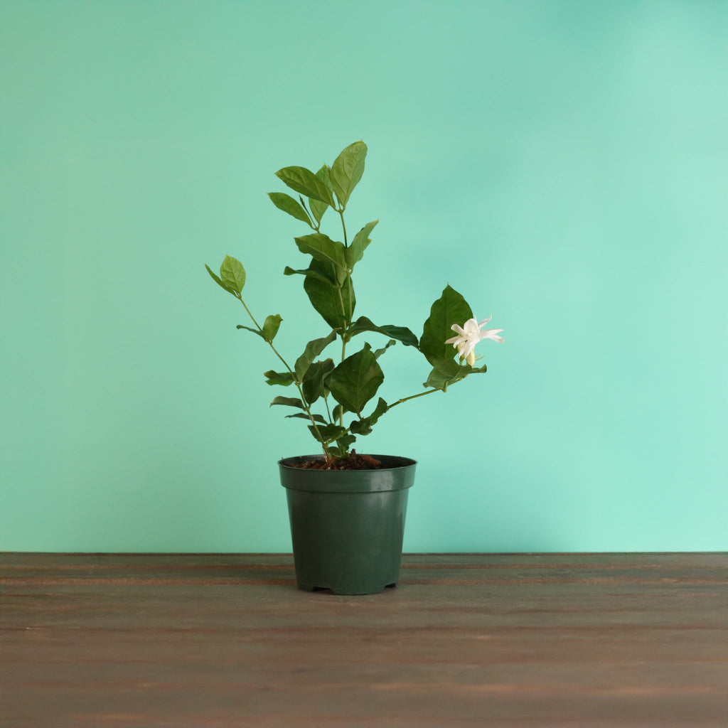 Jasmin Belle of India – Jasminum sambac