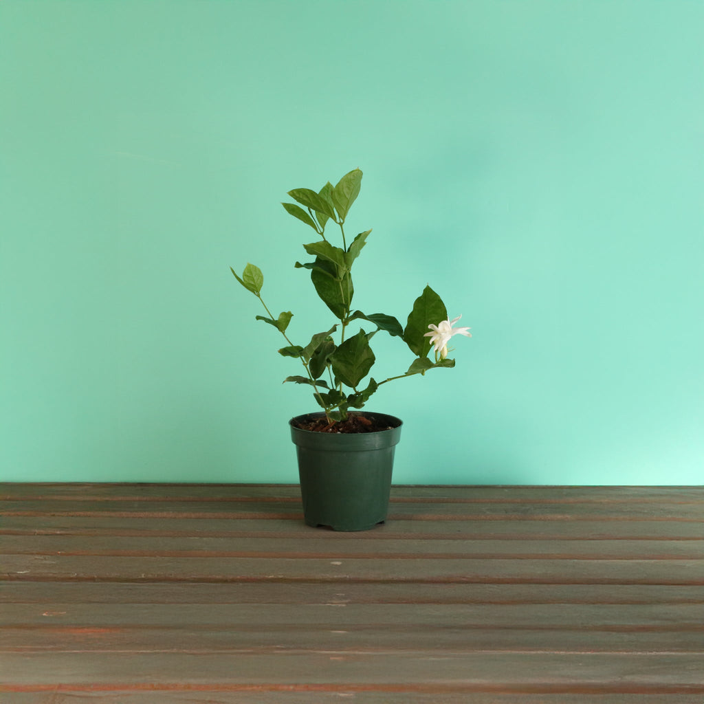 Jasmin Belle of India – Jasminum sambac