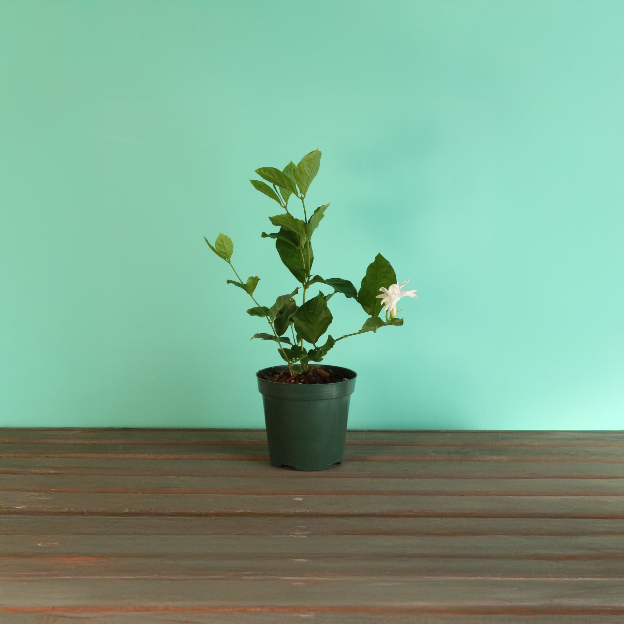 Jasmin Belle of India – Jasminum sambac
