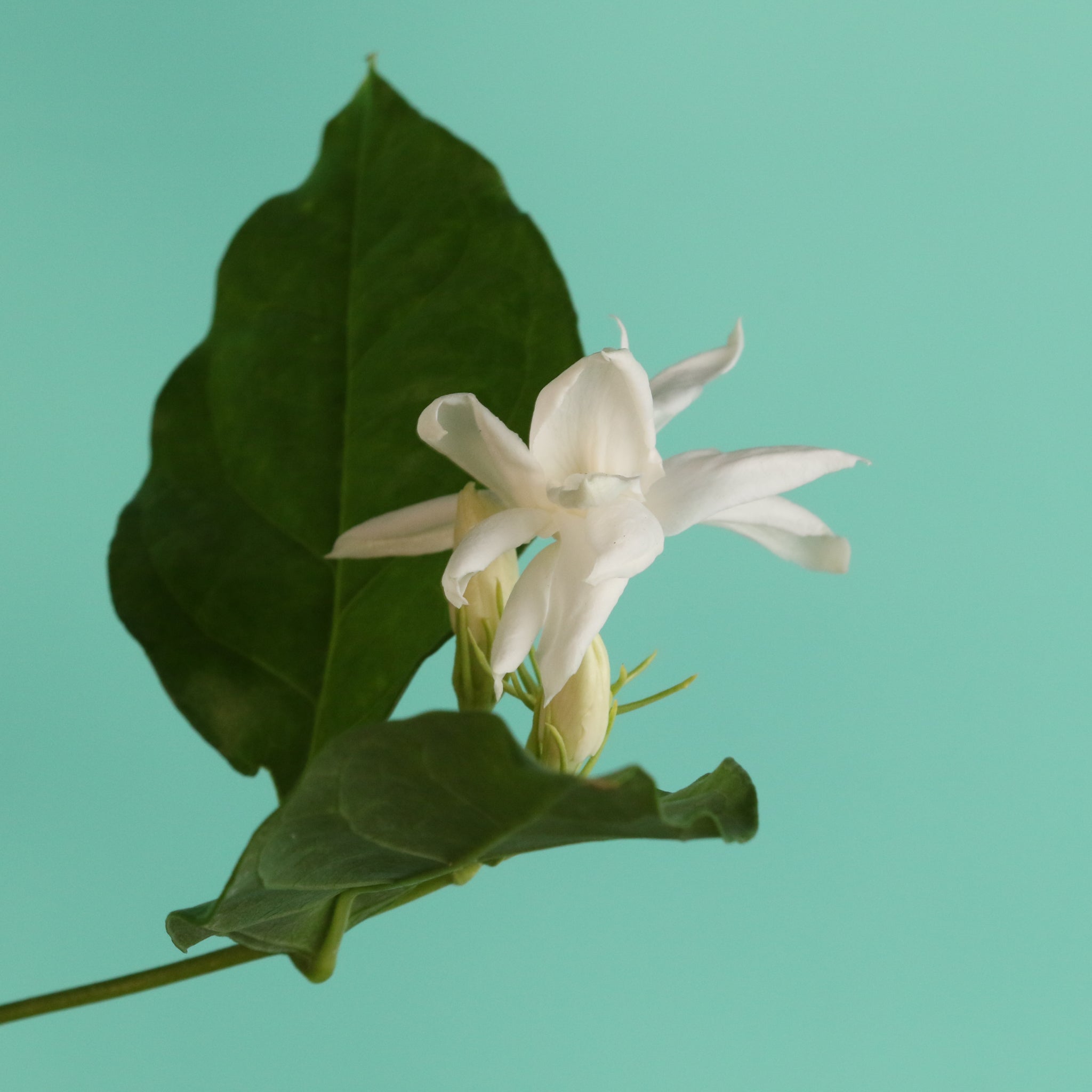 Jasmin Belle of India – Jasminum sambac