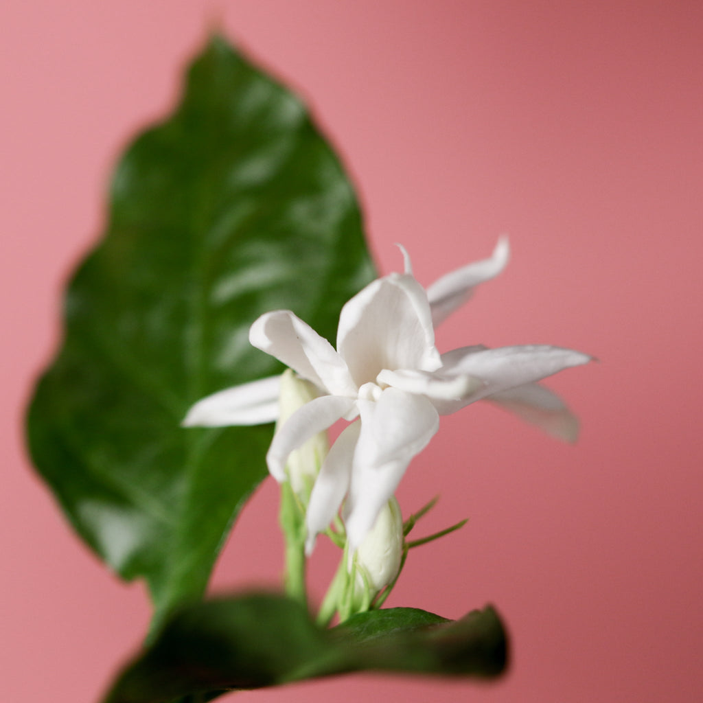 Jasmin Belle of India – Jasminum sambac