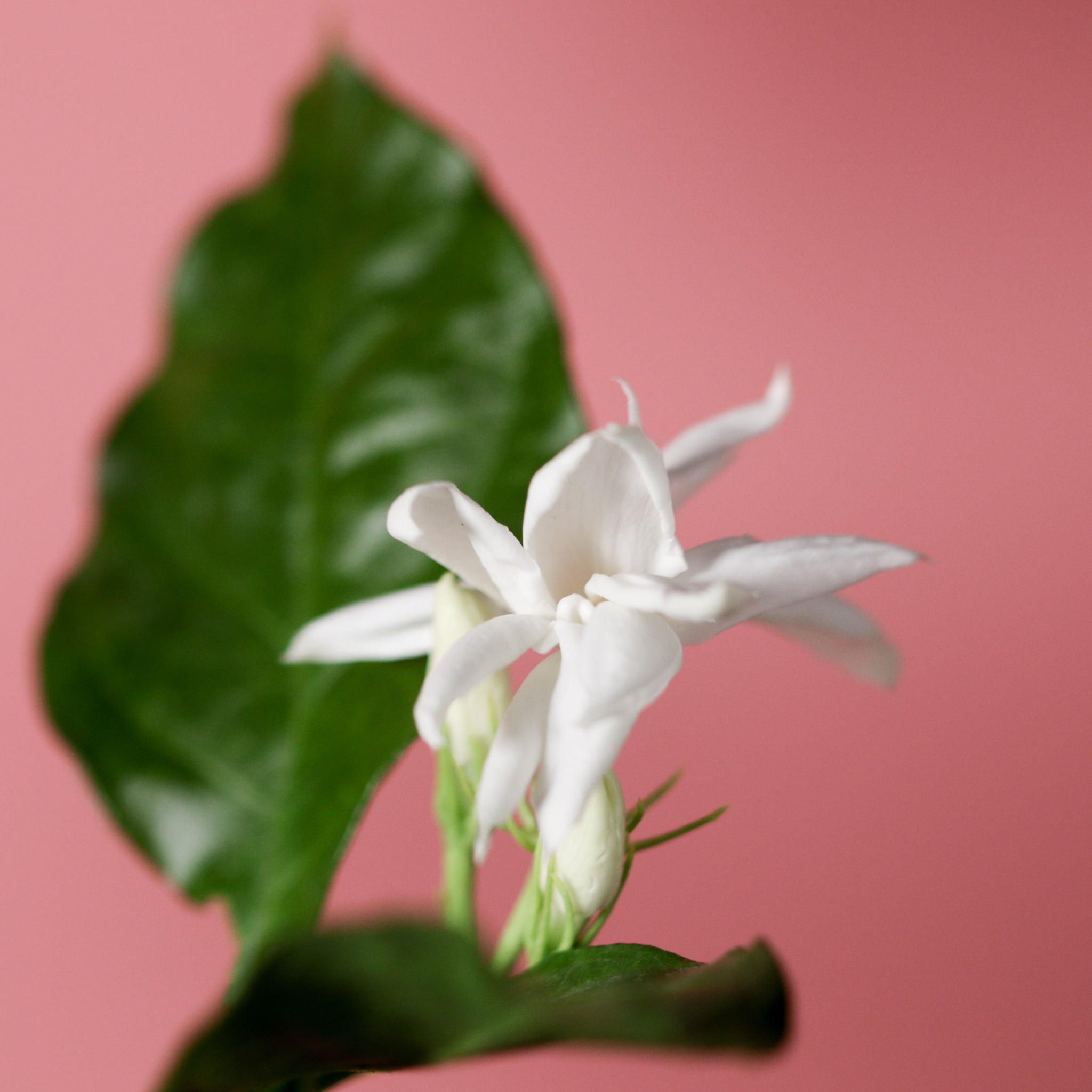 Jasmin Belle of India – Jasminum sambac