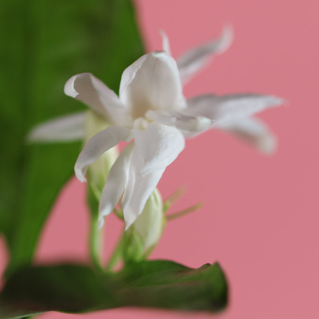 Jasmin Belle of India – Jasminum sambac