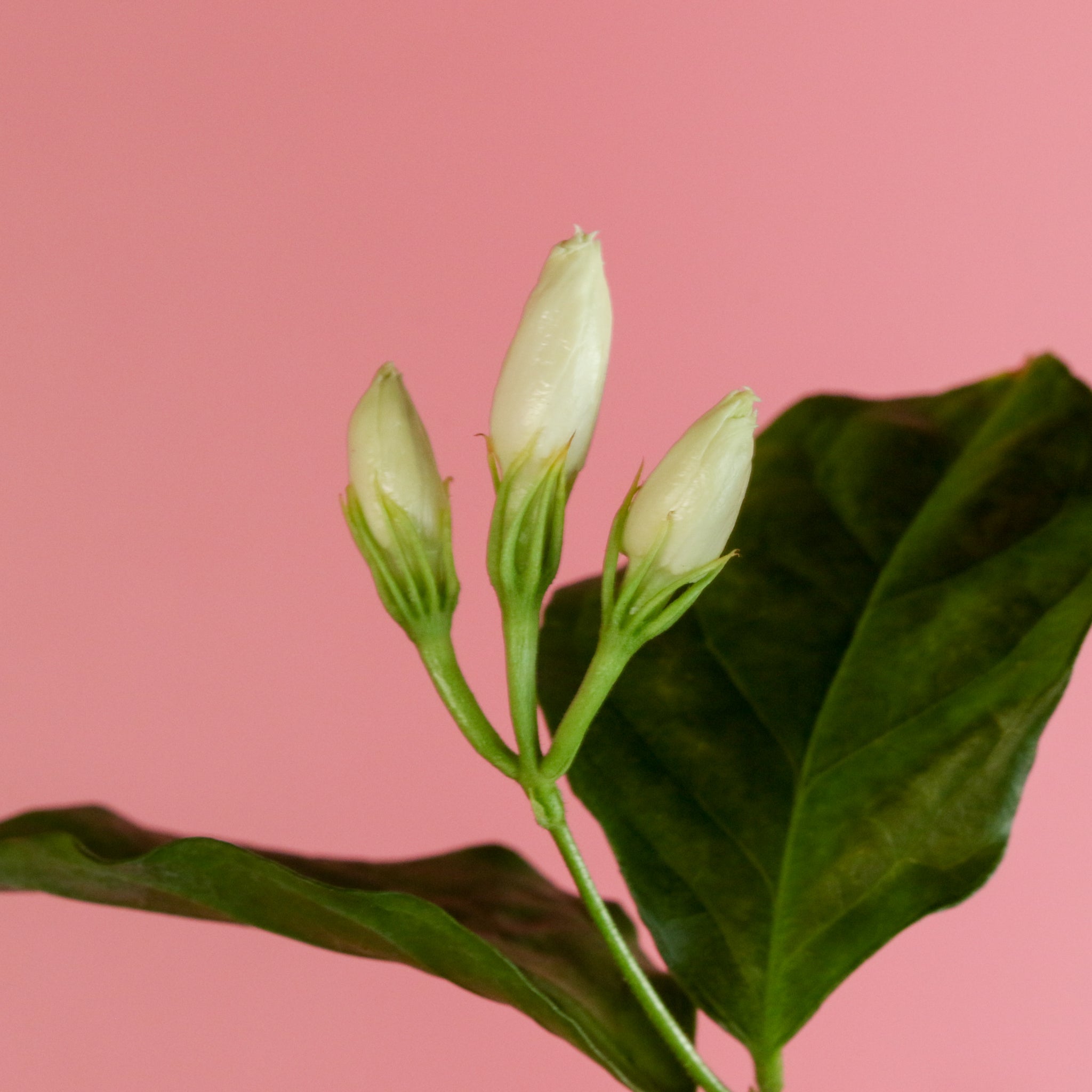 Jasmin Belle of India – Jasminum sambac