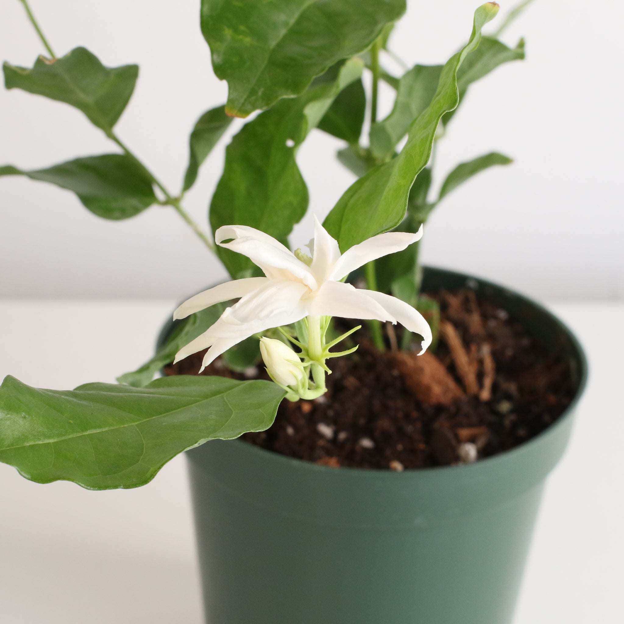 Jasmin Belle of India – Jasminum sambac