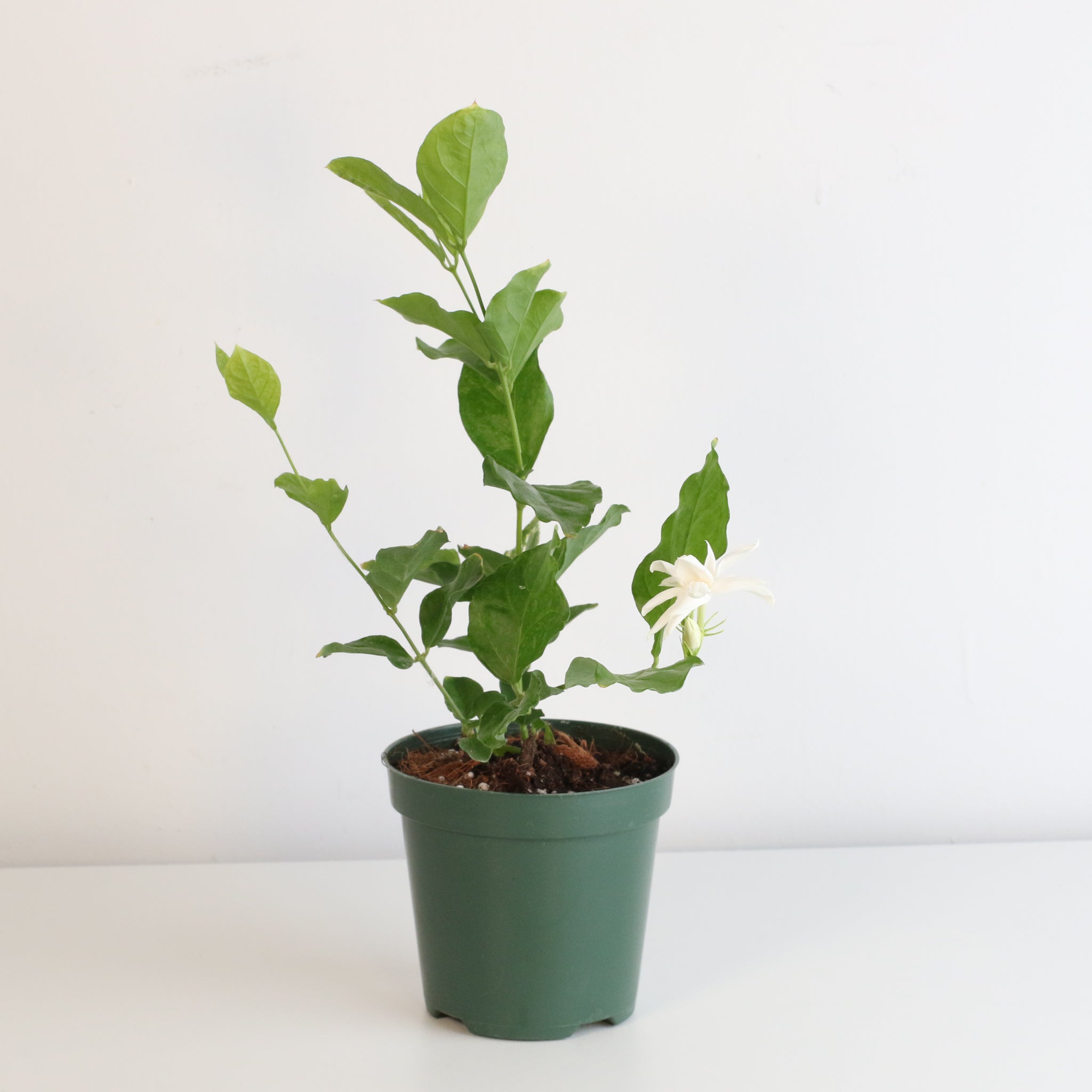 Jasmin Belle of India – Jasminum sambac