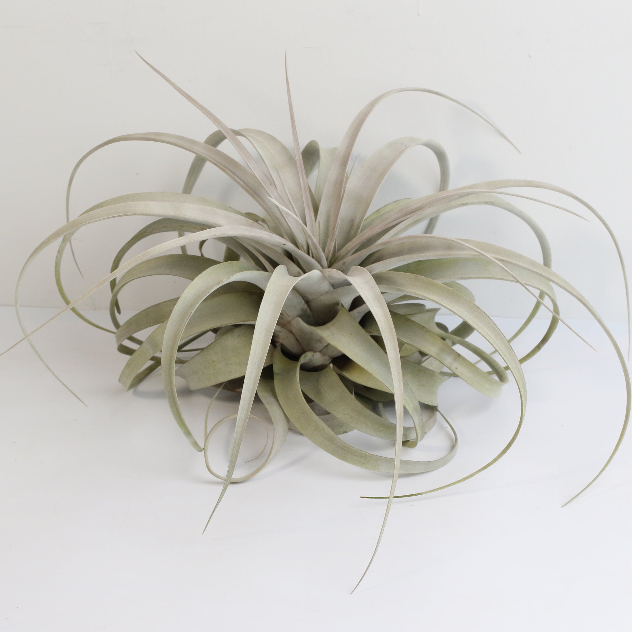 Tillandsia Xerographica – Luftpflanze