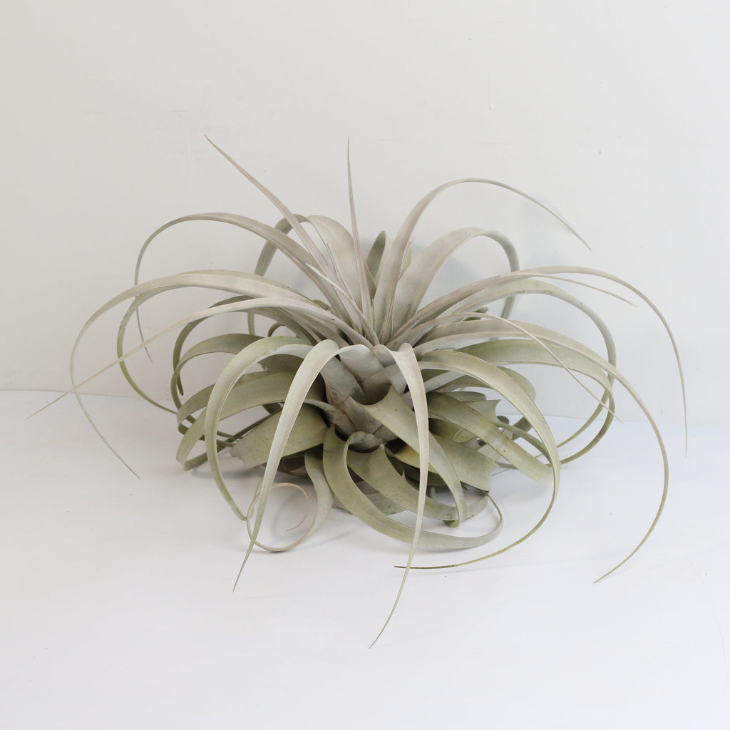 Tillandsia Xerographica – Luftpflanze