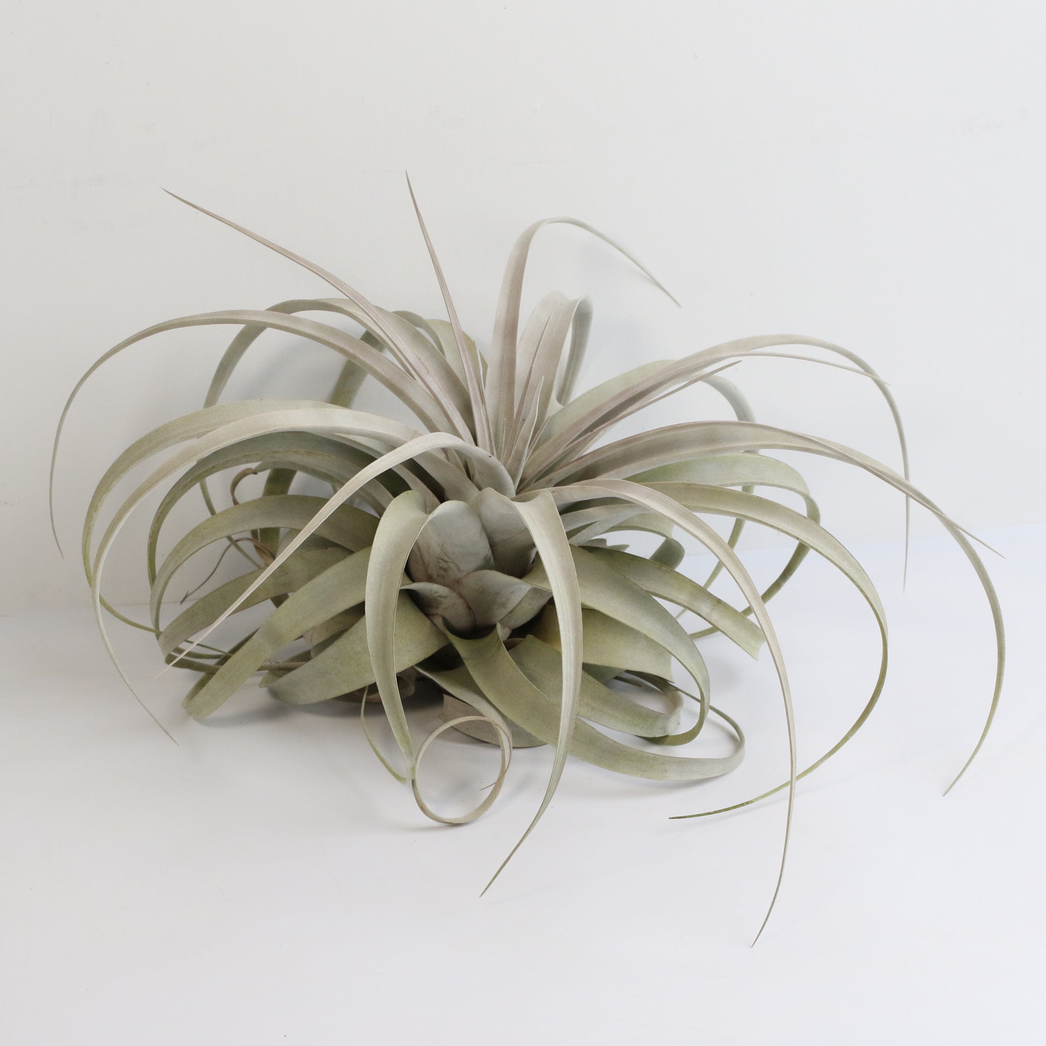 Tillandsia Xerographica – Luftpflanze