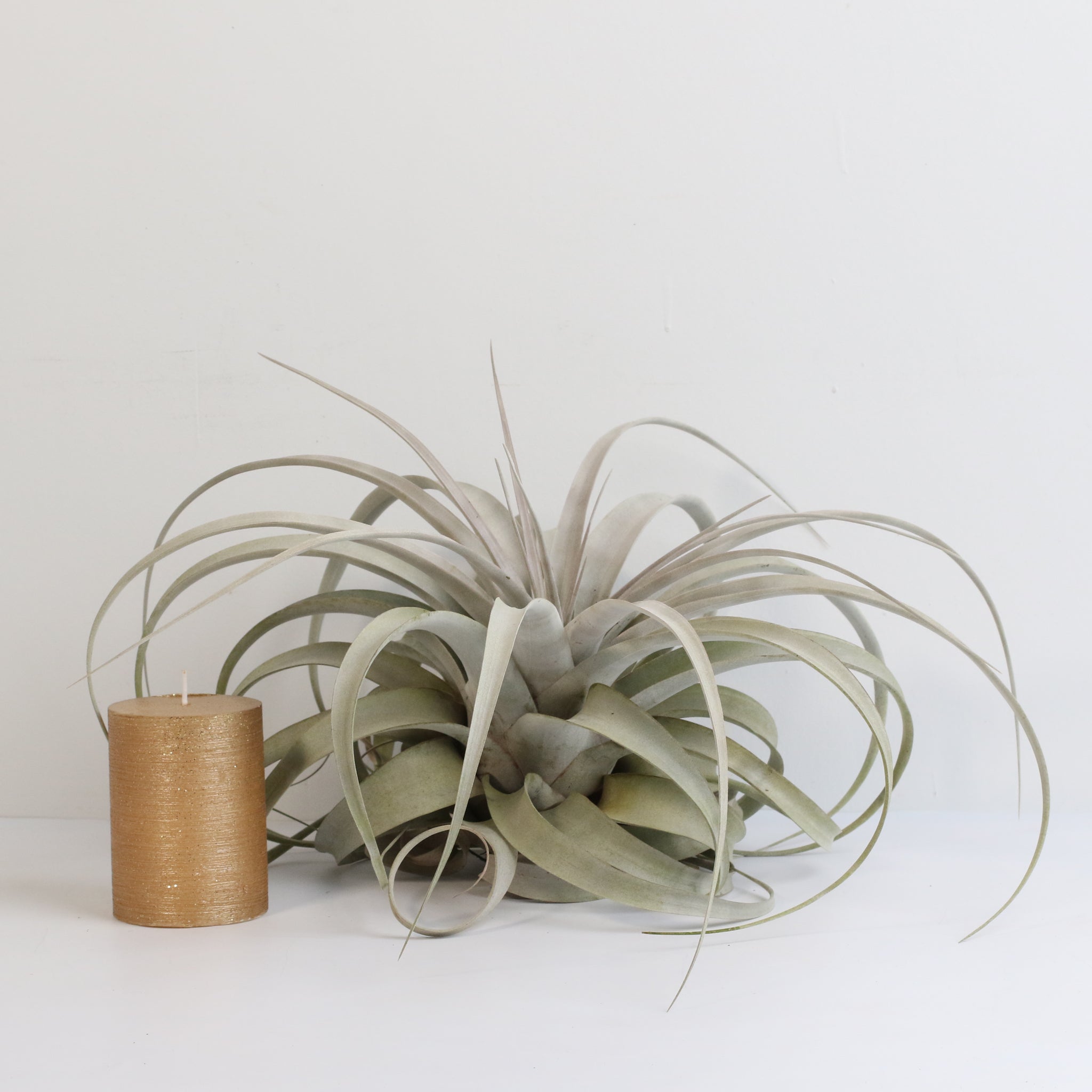 Tillandsia Xerographica – Luftpflanze
