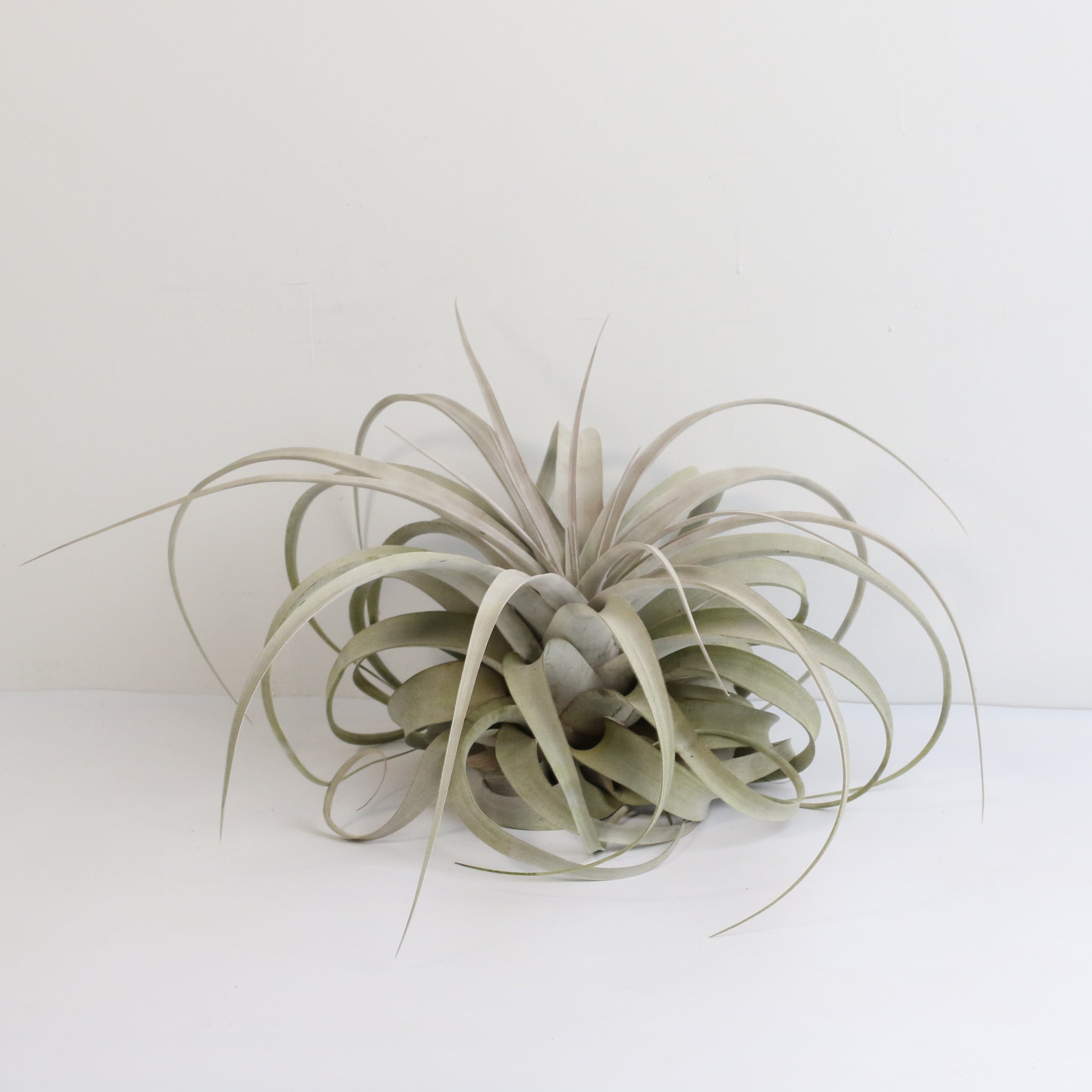 Tillandsia Xerographica – Luftpflanze