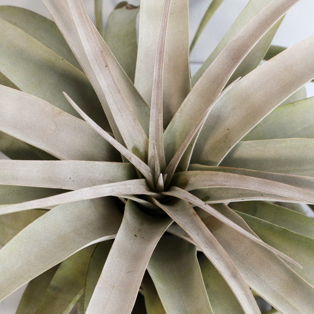 Tillandsia Xerographica – Luftpflanze