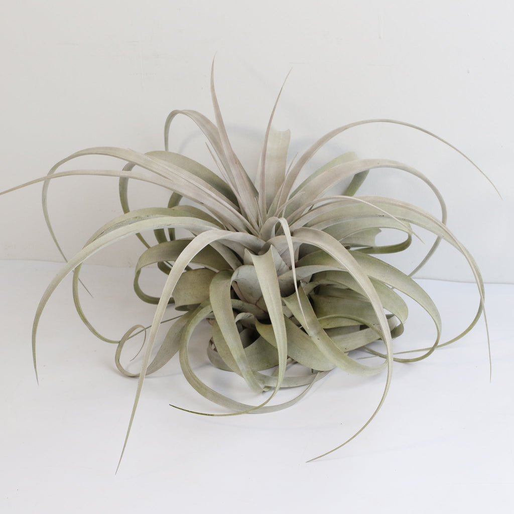 Tillandsia Xerographica – Luftpflanze
