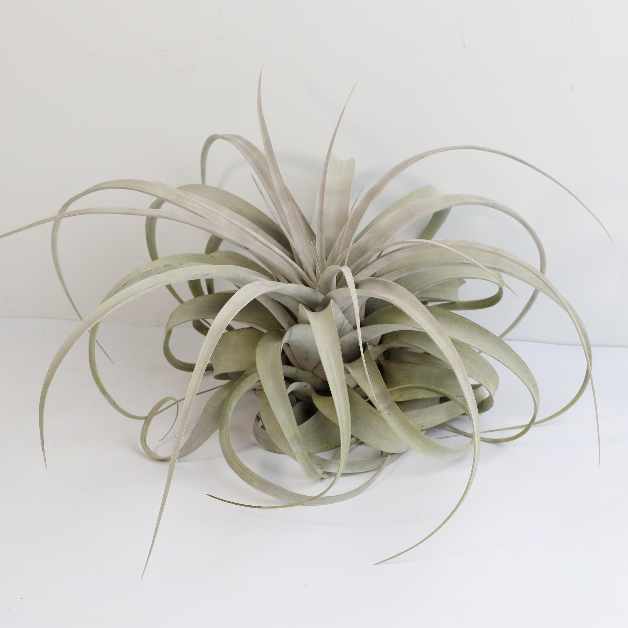 Tillandsia Xerographica – Luftpflanze