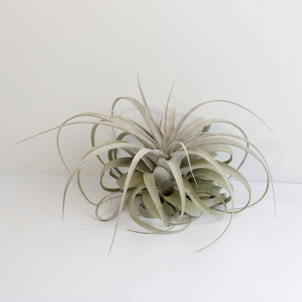 Tillandsia Xerographica – Luftpflanze